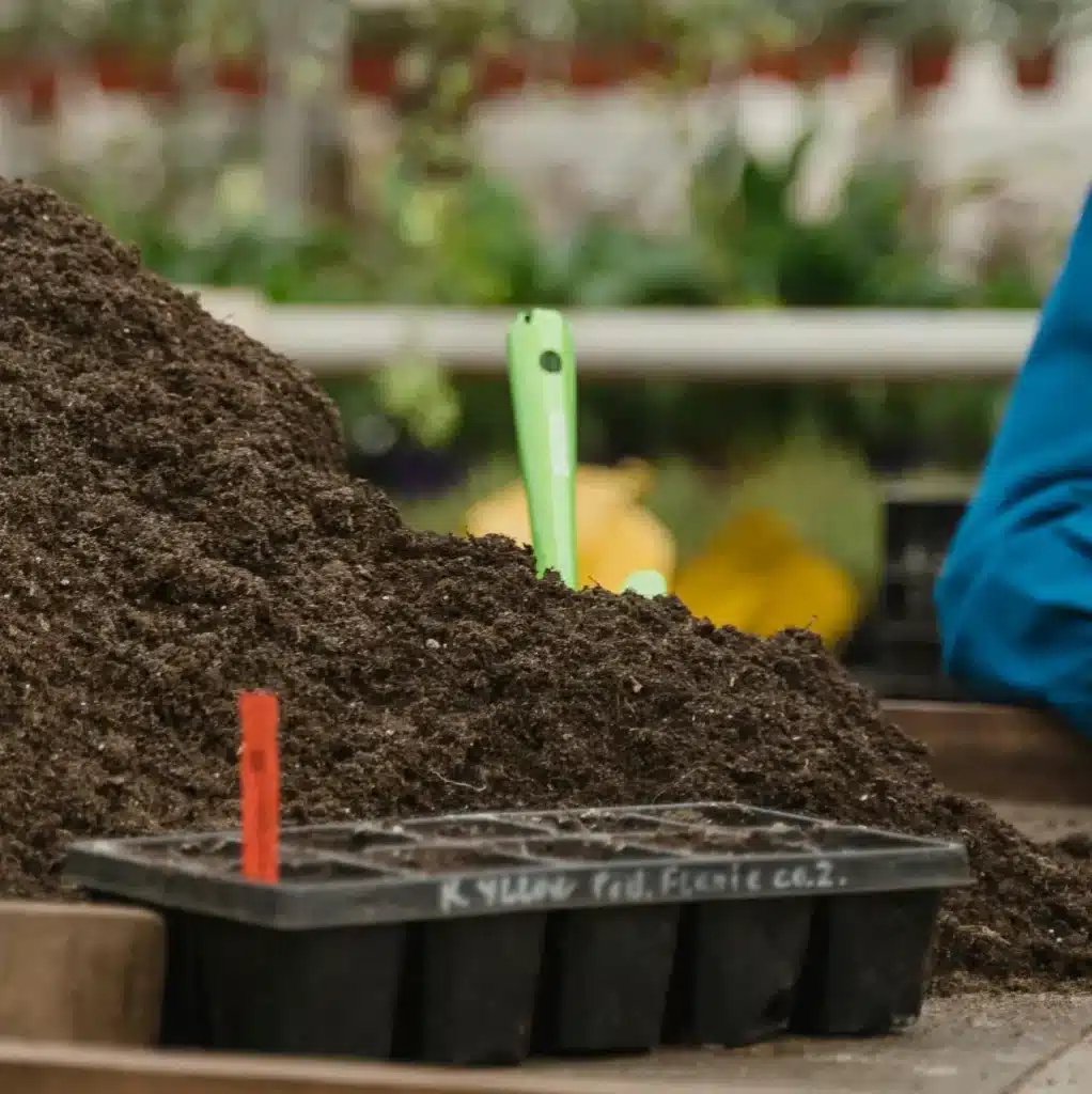 Cannabis Seedling Light Distance