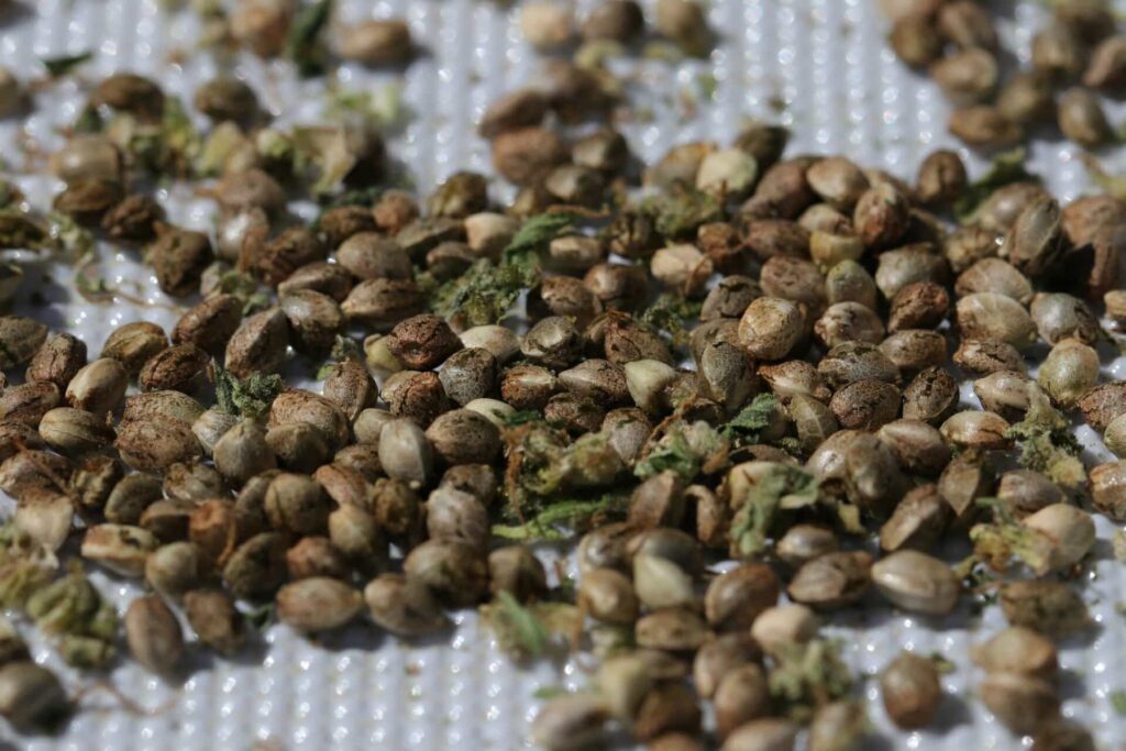 What Are Organic Cannabis Seeds.