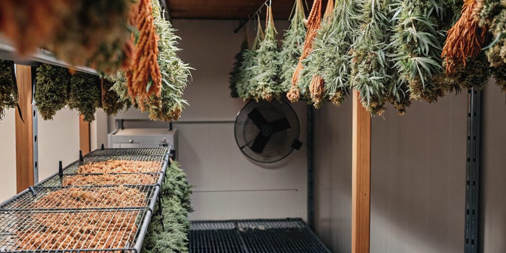 Hyper-realistic image of a professional cannabis curing facility with hanging plants and a large fan.