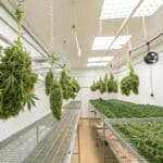 Hyper-realistic image of a professional cannabis drying room with rows of hanging plants and trays of buds.