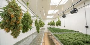 Hyper-realistic image of a professional cannabis drying room with rows of hanging plants and trays of buds.