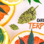 Carene terpene in cannabis provides a balanced high and aromatic experience
