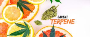 Carene terpene in cannabis provides a balanced high and aromatic experience