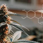 Hyper-realistic image of a plant with prominent buds and leaves, overlaid with a glowing white chemical structure.