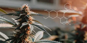 Hyper-realistic image of a plant with prominent buds and leaves, overlaid with a glowing white chemical structure.