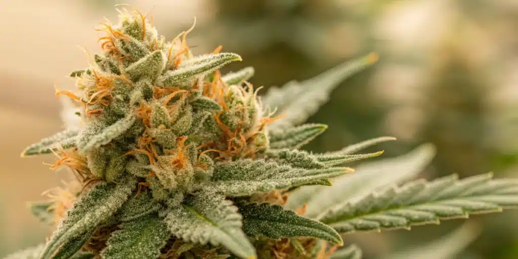Close-up of Colombian Gold cannabis bud covered in trichomes and orange pistils