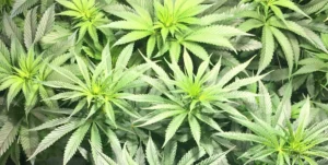 Lush Gelato x Honey Drop cannabis plants in the early vegetative stage with vibrant green leaves under indoor grow lights.