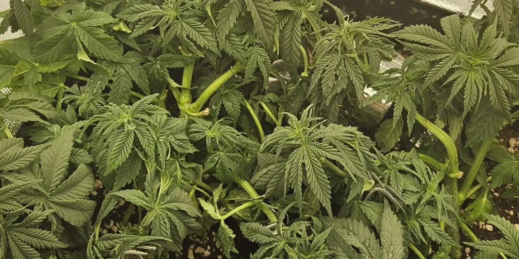 Cannabis plants undergoing low-stress training (LST) with Gelato x Honey Drop leaves bent to promote even canopy growth.