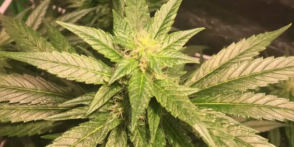 Close-up of a Gelato x Honey Drop cannabis plant in the flowering stage, showcasing dense buds covered in resinous trichomes.