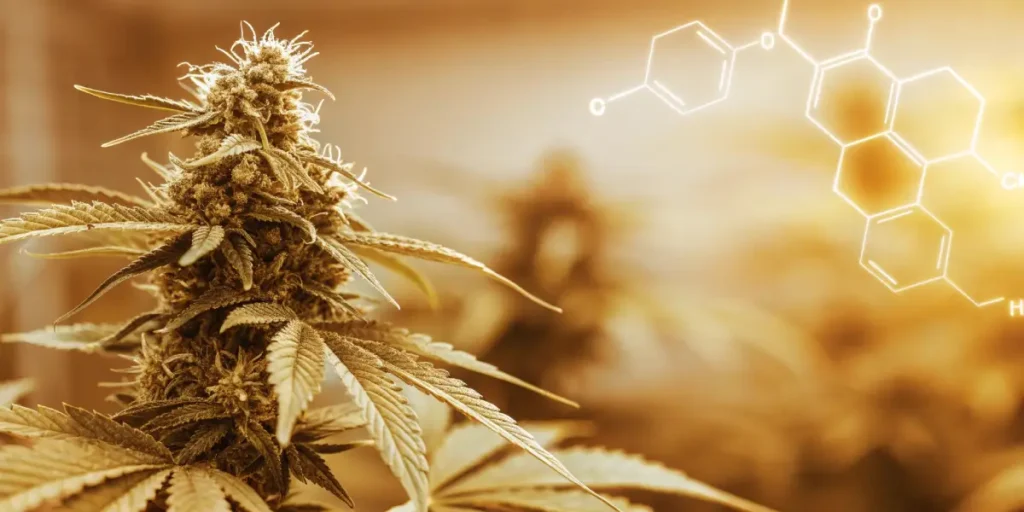 Hyper-realistic image of a golden-hued plant with buds and leaves, overlaid with a glowing chemical structure, set in a warm-toned grow environment.