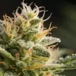 Macro view of a Gorilla Glue bud with detailed sticky resin and intricate trichomes.