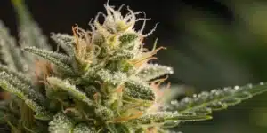 Macro view of a Gorilla Glue bud with detailed sticky resin and intricate trichomes.