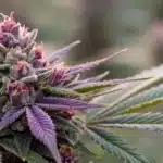 Grower in protective gear tending to a Grandaddy Purple plant in a greenhouse, illustrating hands-on cultivation.