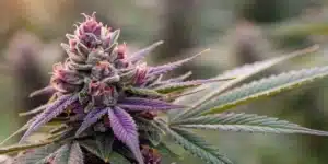 Grower in protective gear tending to a Grandaddy Purple plant in a greenhouse, illustrating hands-on cultivation.