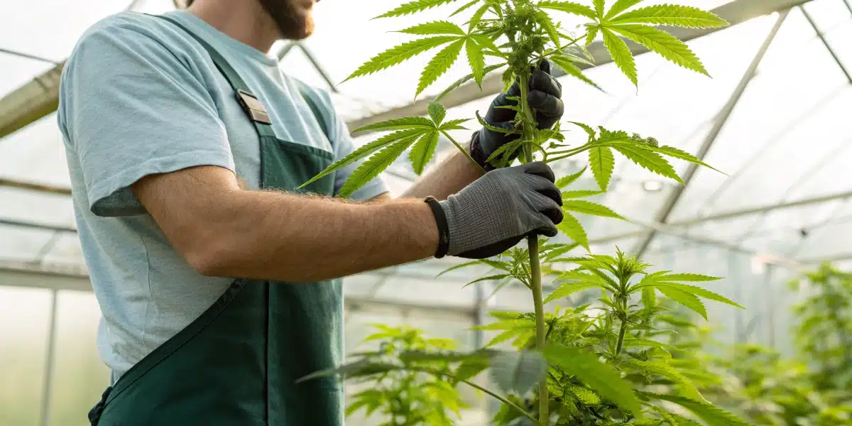Cultivator in gloves inspecting and supporting a tall Gush Mints S1 cannabis plant in a greenhouse.