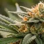 Close-up view of a mature Gush Mintz x Honey Drop bud with abundant resin and vivid colors.