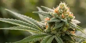 Macro shot of a mature Gush Mintz x Honey Drop bud showcasing thick resin and vivid hues.