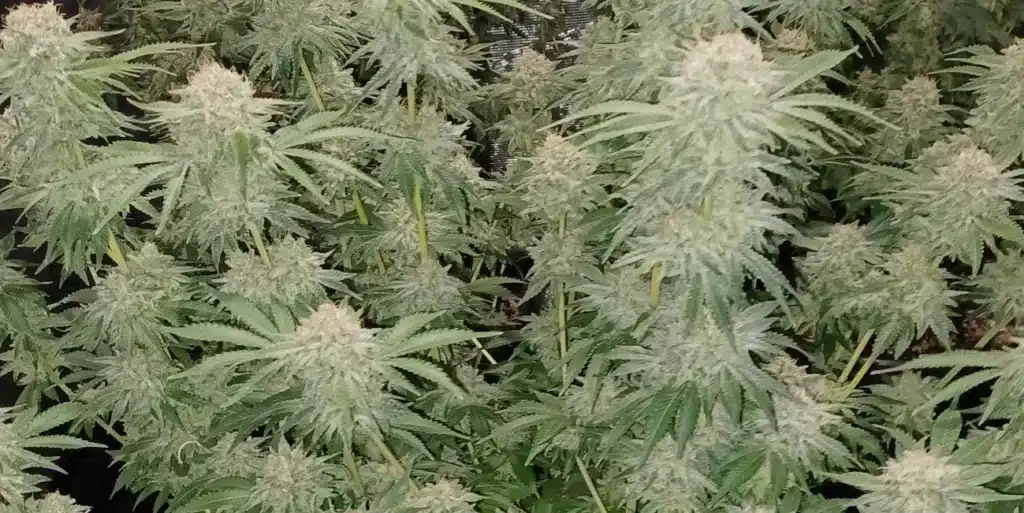 Fully matured Hellfire OG Autoflower strain with dense, resin-coated buds ready for harvest in an indoor grow setup.