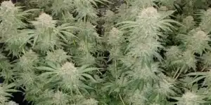 Fully matured Hellfire OG Autoflower strain with dense, resin-coated buds ready for harvest in an indoor grow setup.