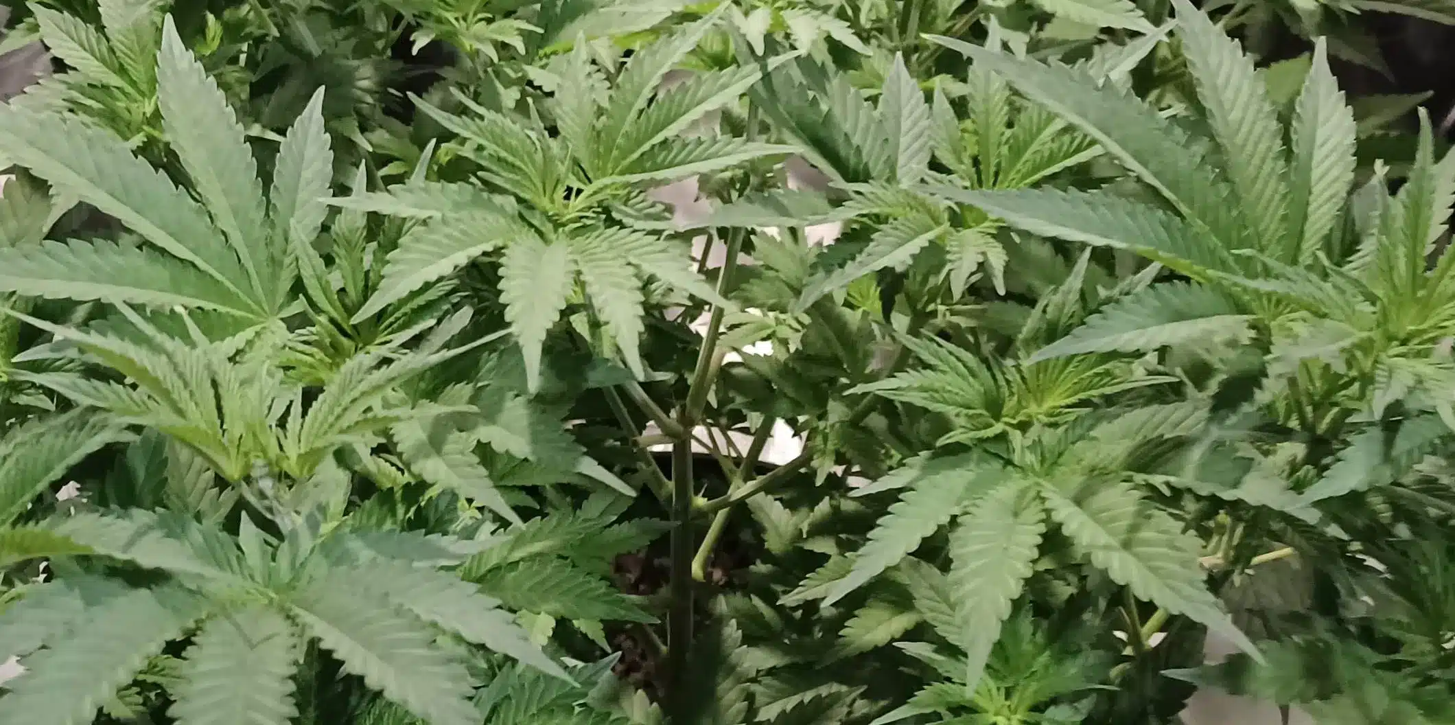 Hellfire OG Autoflower plants in the vegetative stage, showcasing lush green foliage under controlled indoor lighting.