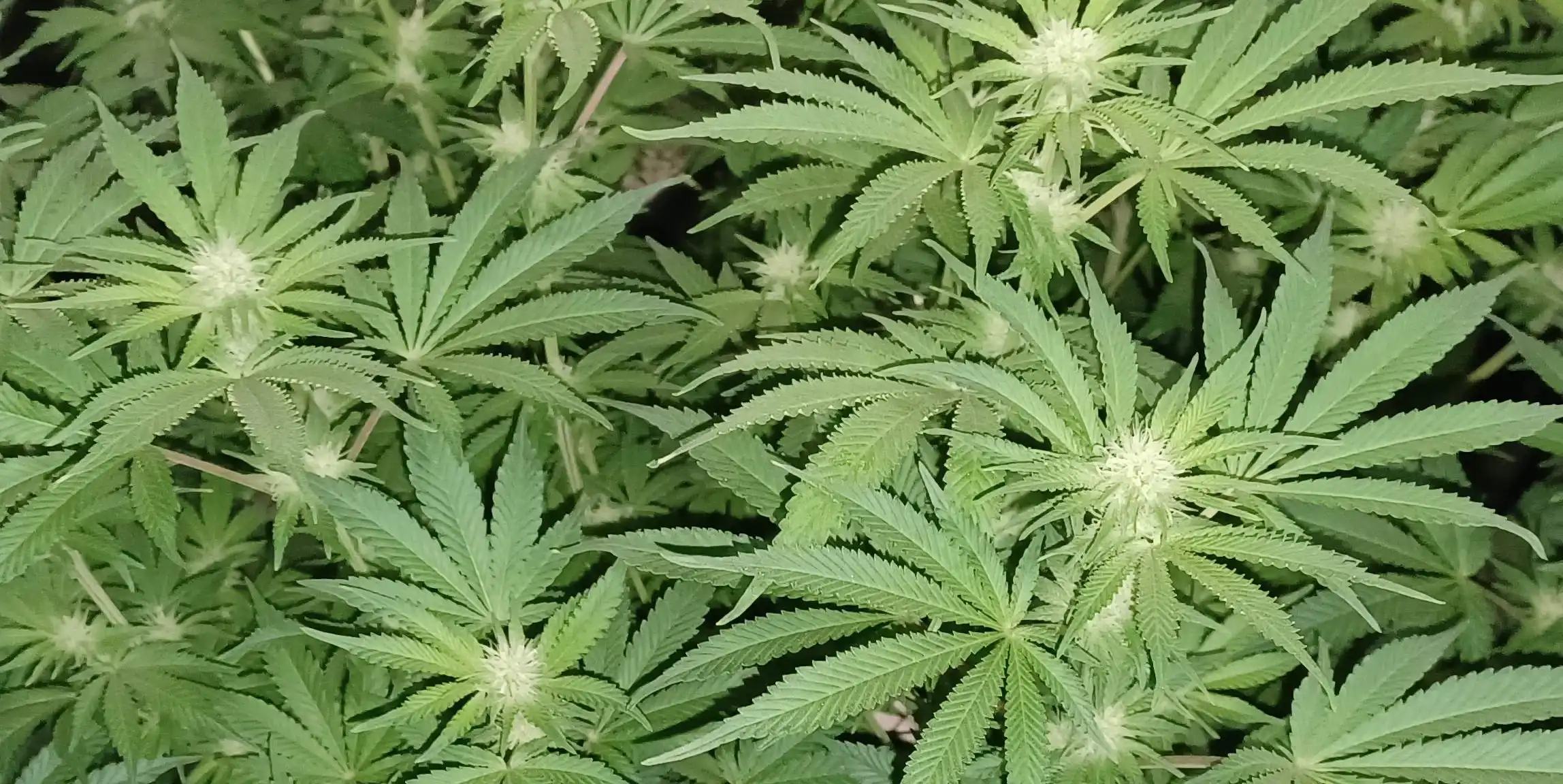 Close-up of Hellfire OG Autoflower strain leaves with vibrant green tones and serrated edges, indicating healthy plant growth.