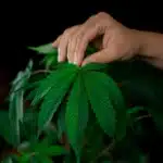 How to Care For a Cannabis Plant
