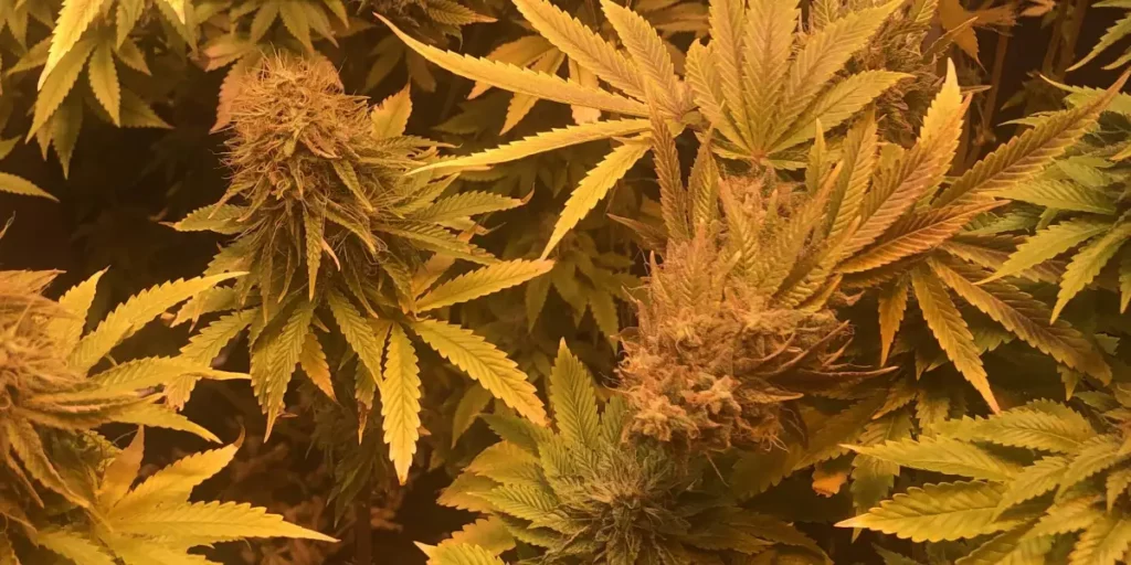 CBanana cannabis strain in flowering stage with dense yellow-orange buds