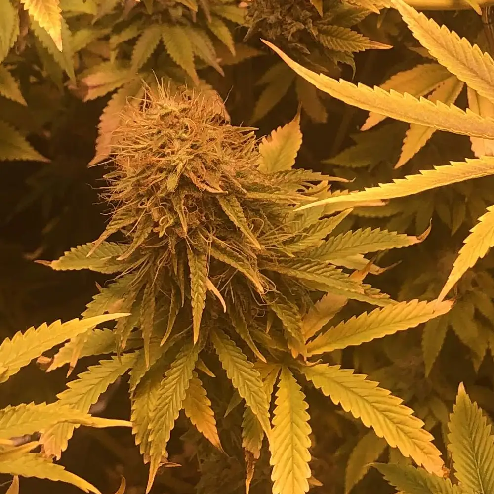 How to Grow C-Banana Strain