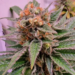 How to Grow Grand Daddy Purple Fast Version