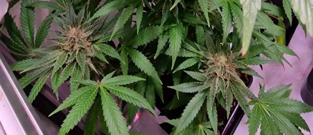 How to Grow Grand Daddy Purple Fast Version Strain