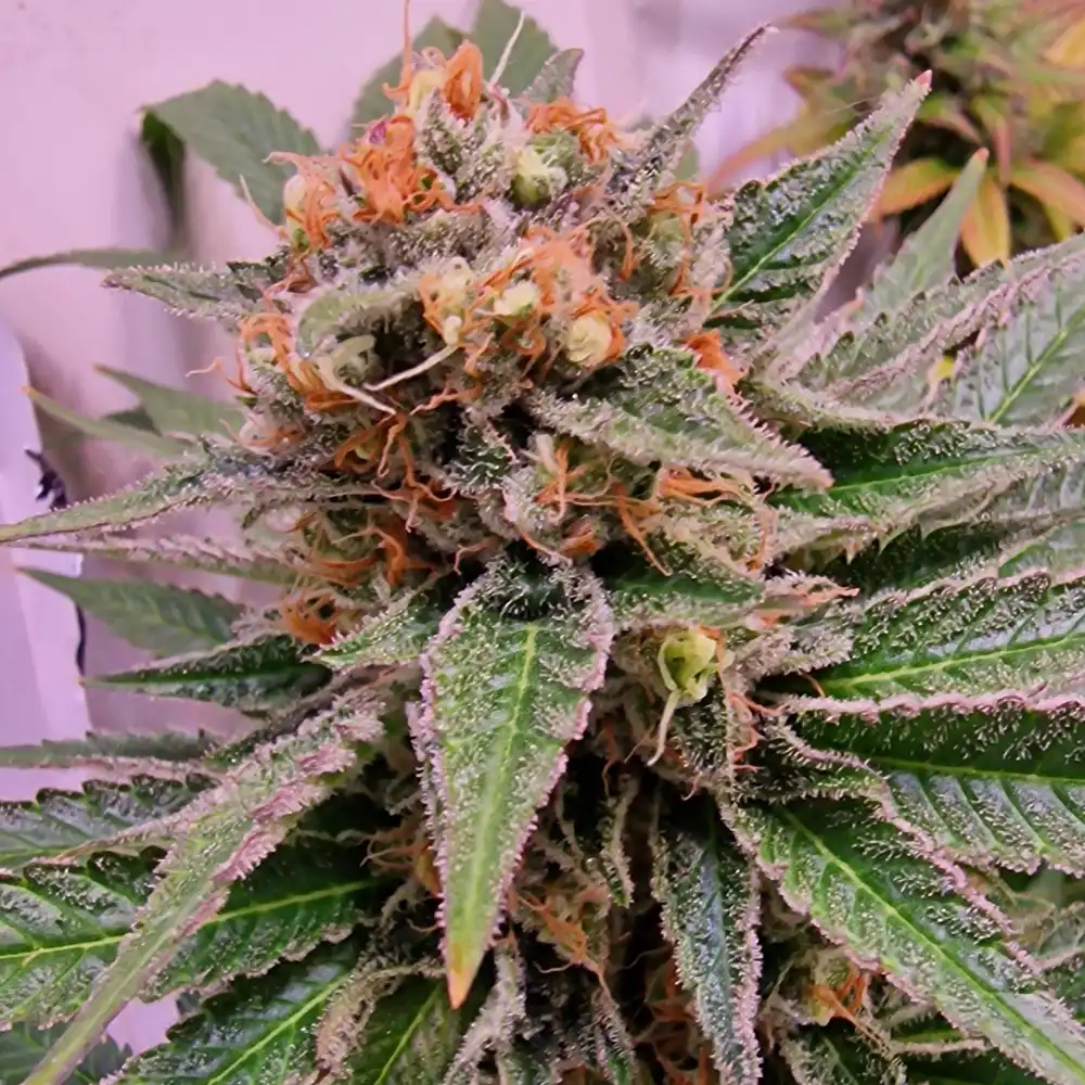 How to Grow Grand Daddy Purple Fast Version