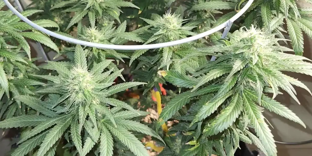 How to Grow Grandaddy Purple Regular