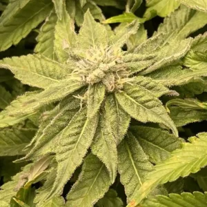 How to Grow Motor Breath x Honey Drop