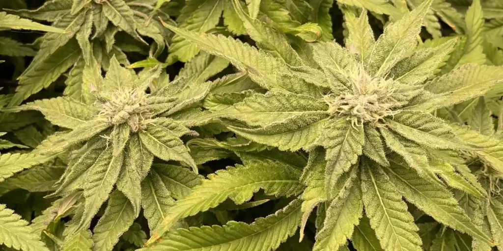 How to Grow Motor Breath x Honey Drop strain