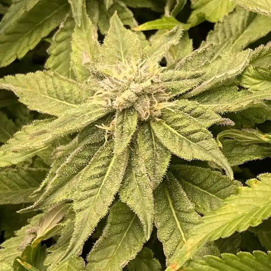 How to Grow Motor Breath x Honey Drop