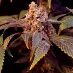 How to Grow Purple Thai Strain