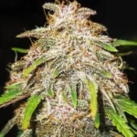 How to Grow Sfv og x Honey Drop