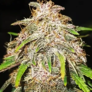 How to Grow Sfv og x Honey Drop