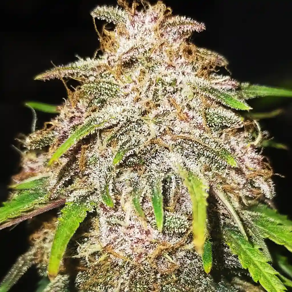 How to Grow Sfv og x Honey Drop