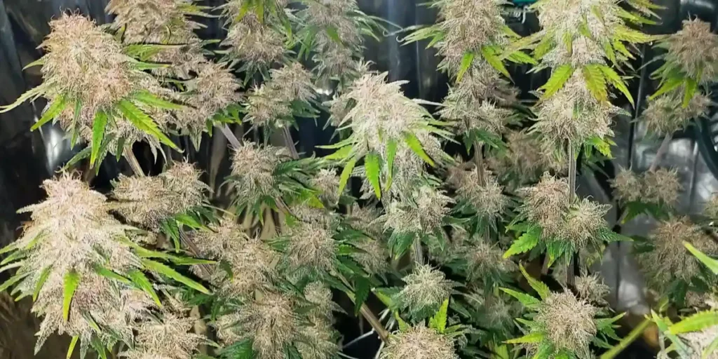 How to Grow Sfv og x Honey Drop strain