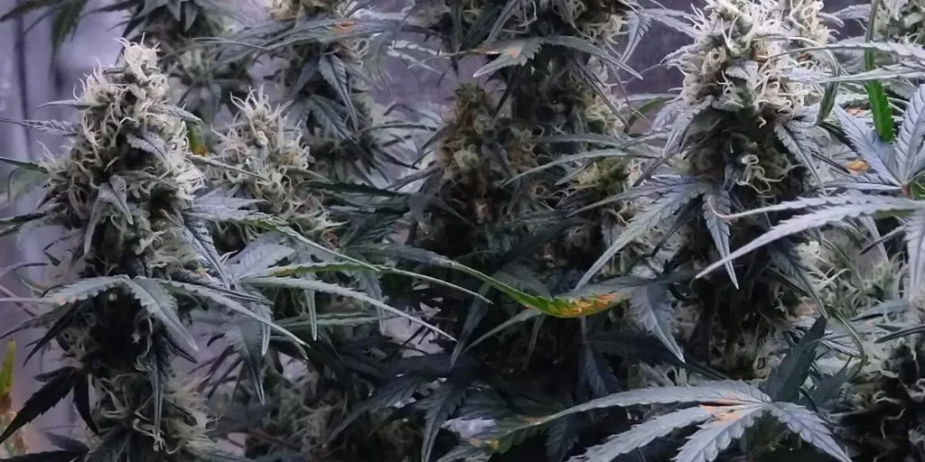 How to Grow Zkittlez Fast Version