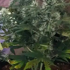 How to Grow Zkittlez Fast Version Strain