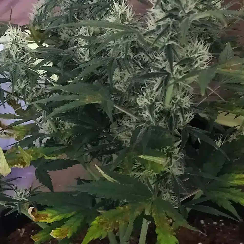How to Grow Zkittlez Fast Version Strain