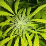 How to grow Sour Diesel Autoflowering