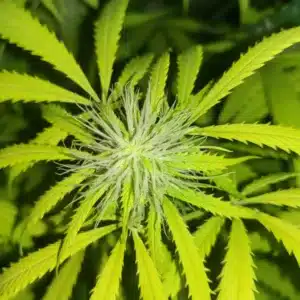 How to grow Sour Diesel Autoflowering