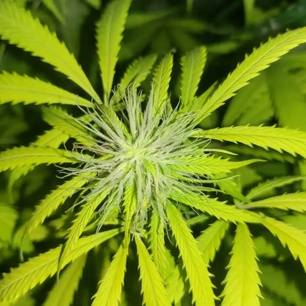 How to grow Sour Diesel Autoflowering