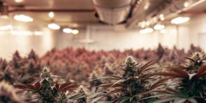 Lush indoor cannabis grow room with rows of mature plants displaying reddish hues under bright lights.