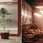 Split image: potted cannabis plant in a bright greenhouse, and dim indoor grow room with lights over soil and sparse plants.