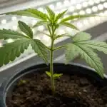 Island Sweet Skunk seedling growing rapidly indoors under LED lights.