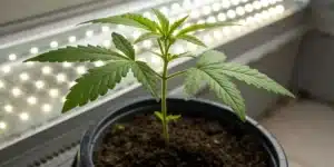 Island Sweet Skunk seedling growing rapidly indoors under LED lights.